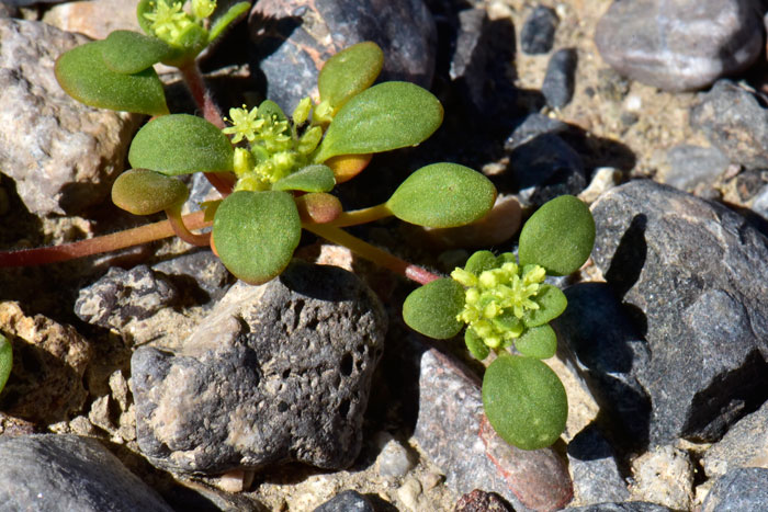 Gilmania luteola, Goldencarpet